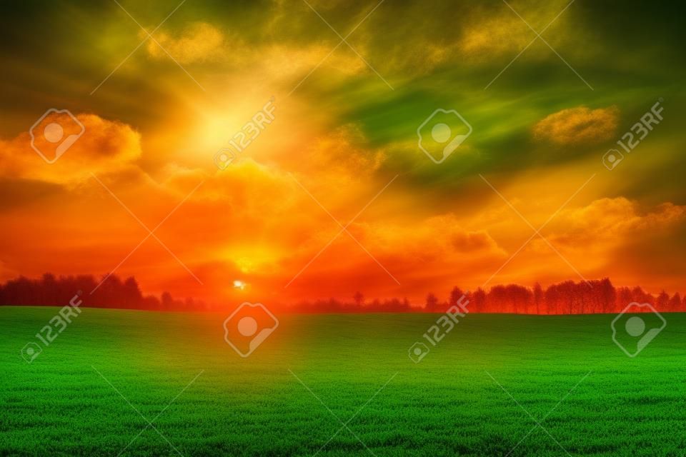 明るい緑の野原の夕日