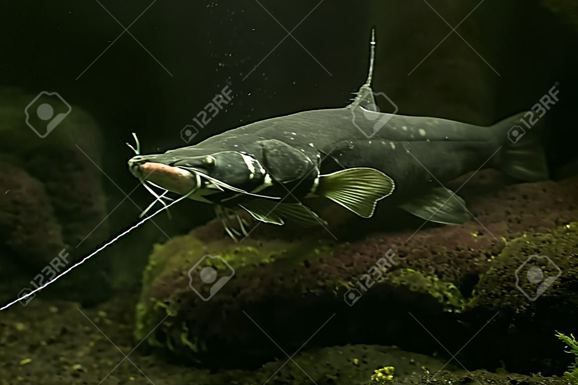 Pesce gatto di Wels, siluro (Silurus glanis),