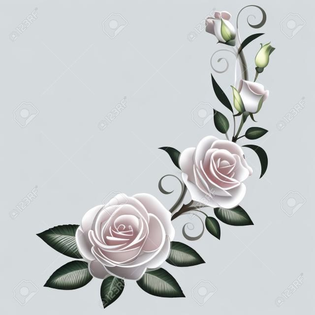 Ramo di rose su sfondo bianco;