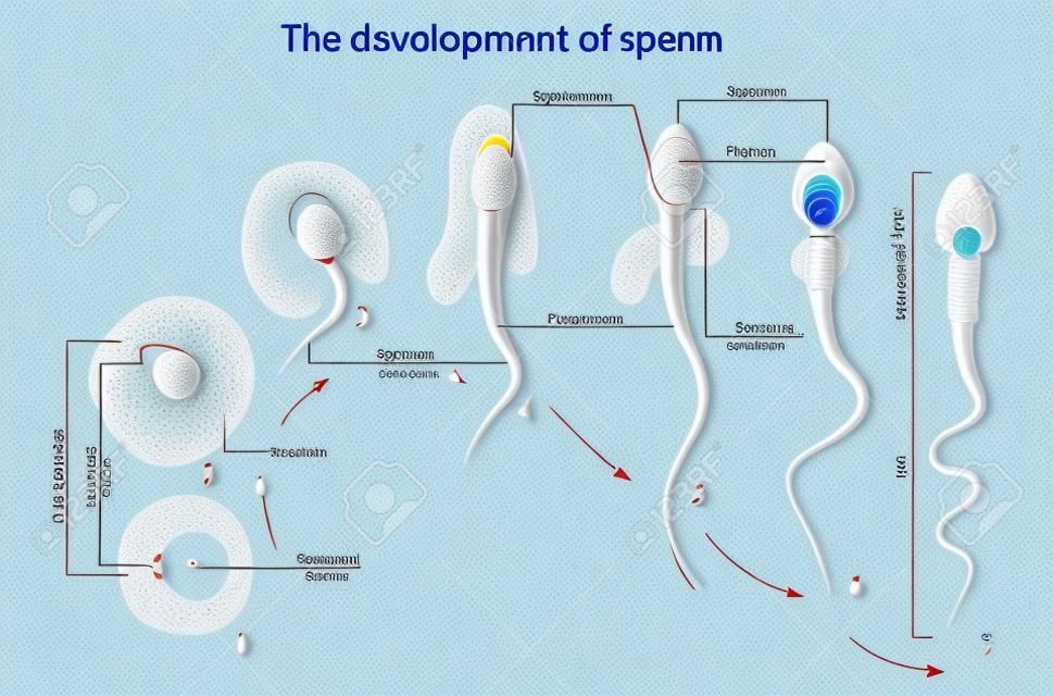 The development of sperm, Human Sperm cell Anatomy structure of spermatozoon