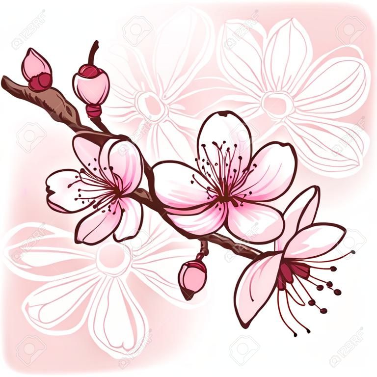 Cherry blossom  Decorative floral illustration of sakura flowers