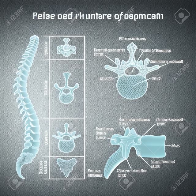 人間の脊椎のイラストの医学的図