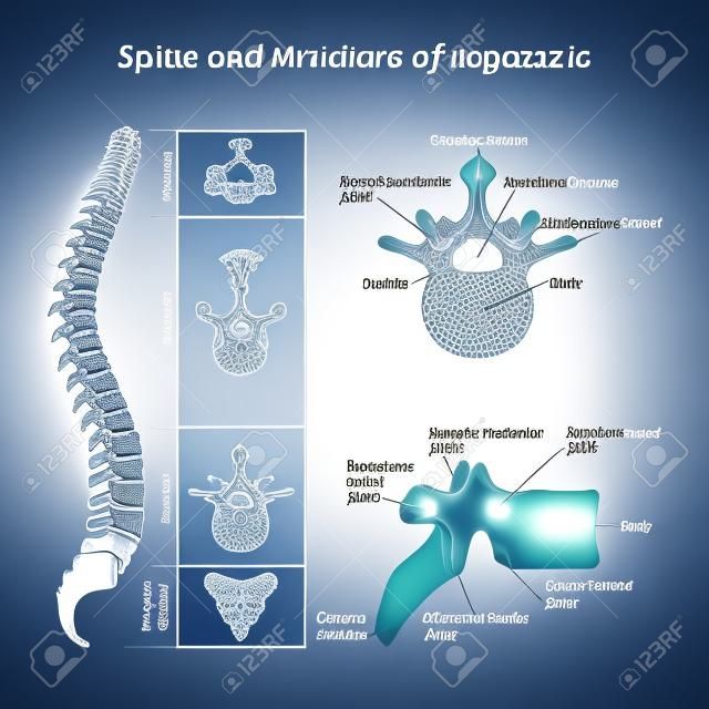 Medical diagram of a human spine illustration