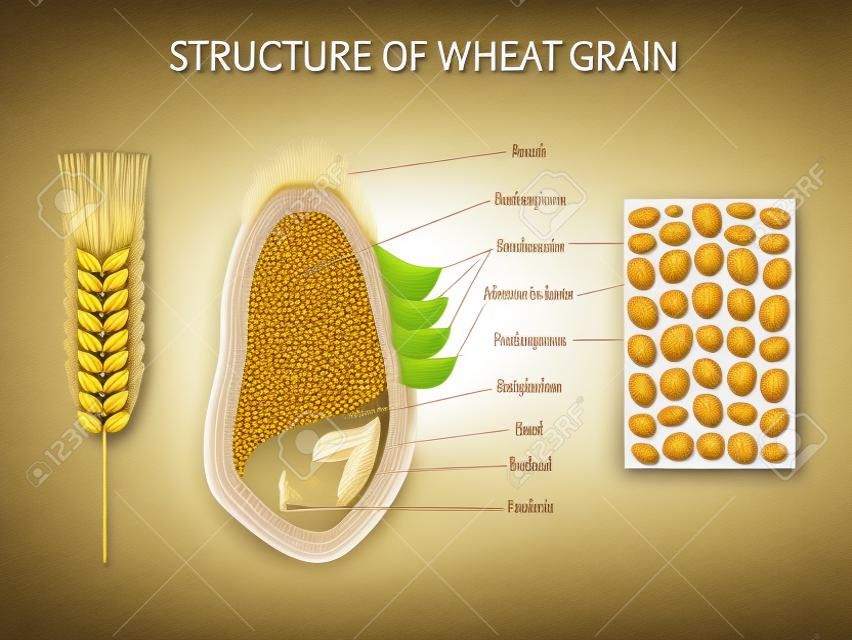 小麦籽粒，胚乳，芽，胎儿，花梗，壳解剖海报形成的矢量信息图表层的结构。生物学和植物学科学横幅，例证。