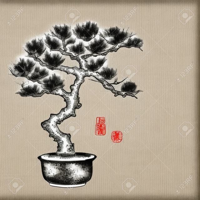 Bonsai pinho árvore mão desenhada com tinta no estilo tradicional japonês sumi-e. Contém hieróglifos - felicidade, sorte