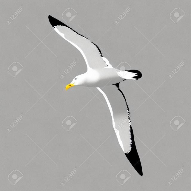 Seagull Albatross uccello in volo con ali aperte schizzo grafica vettoriale disegno in bianco e nero