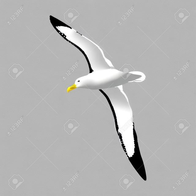 Seagull Albatross bird in flight with open wings sketch vector graphics black and white drawing