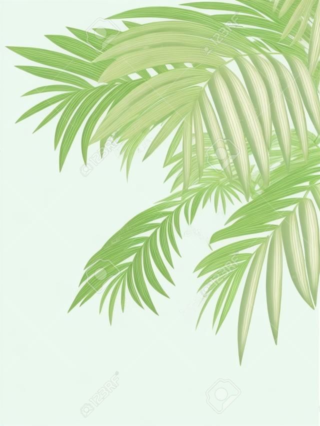 tropical plant fernleaf hedge bamboo branches on white background,