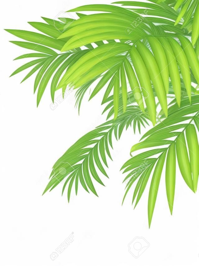 熱帶植物fernleaf對沖竹枝在白色背景，