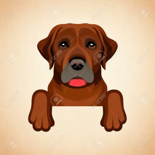 Labrador retriever hanging on border. Friendly dog with beige coat and cute muzzle. Flat vector for poster of pet shop or vet clinic