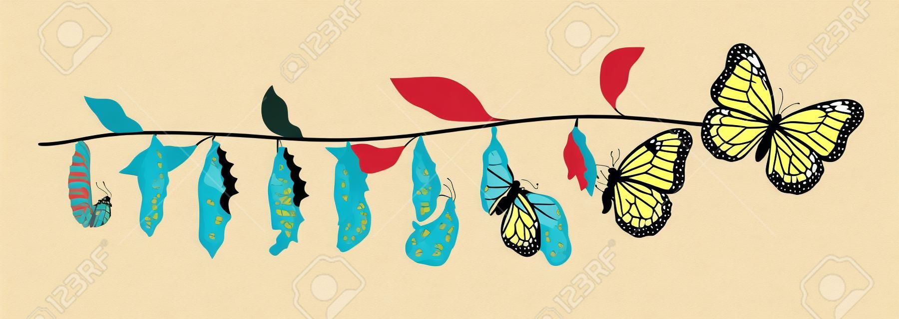 Life cycle of butterfly from larva to adult insect. Flying creature. Entomology theme. Flat vector design