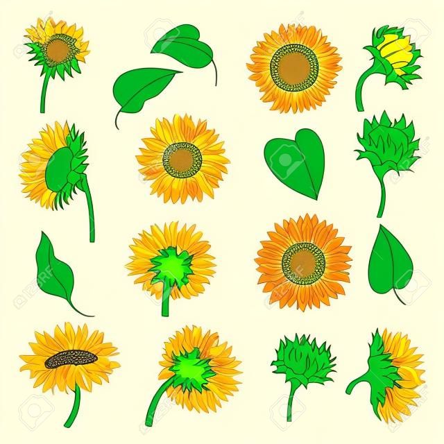 Blooming sunflowers set. Yellow summer flowers and green leaves cartoon vector illustration