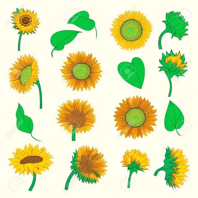 Blooming sunflowers set. Yellow summer flowers and green leaves cartoon vector illustration