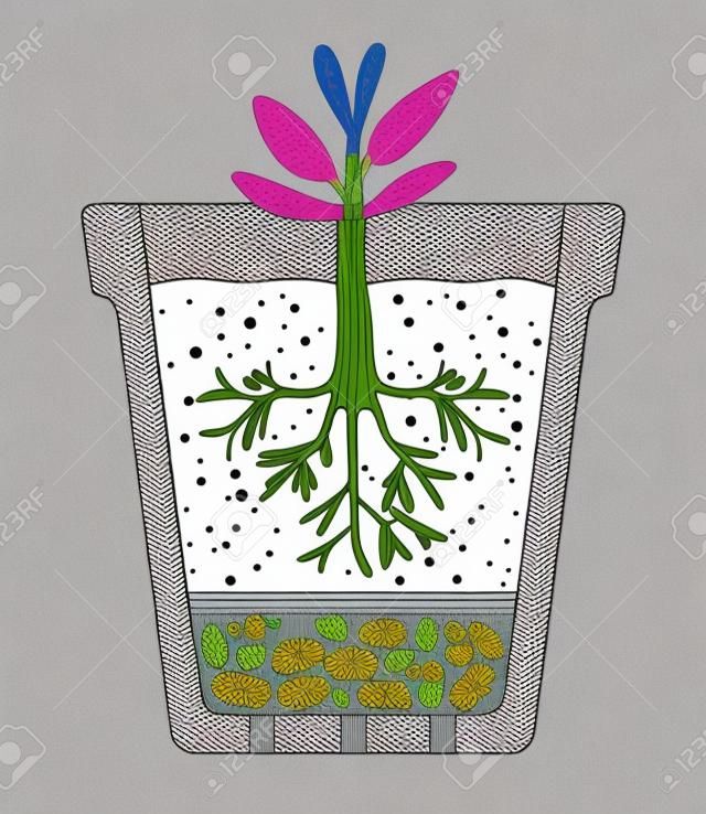 Illustration of a cutaway flower pot.