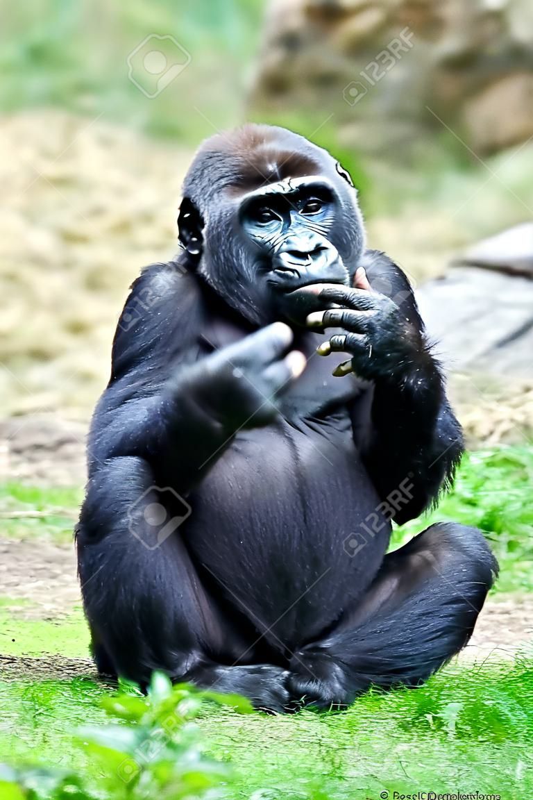 Vicces kép egy fiatal gorilla, aki felemelte középső ujját