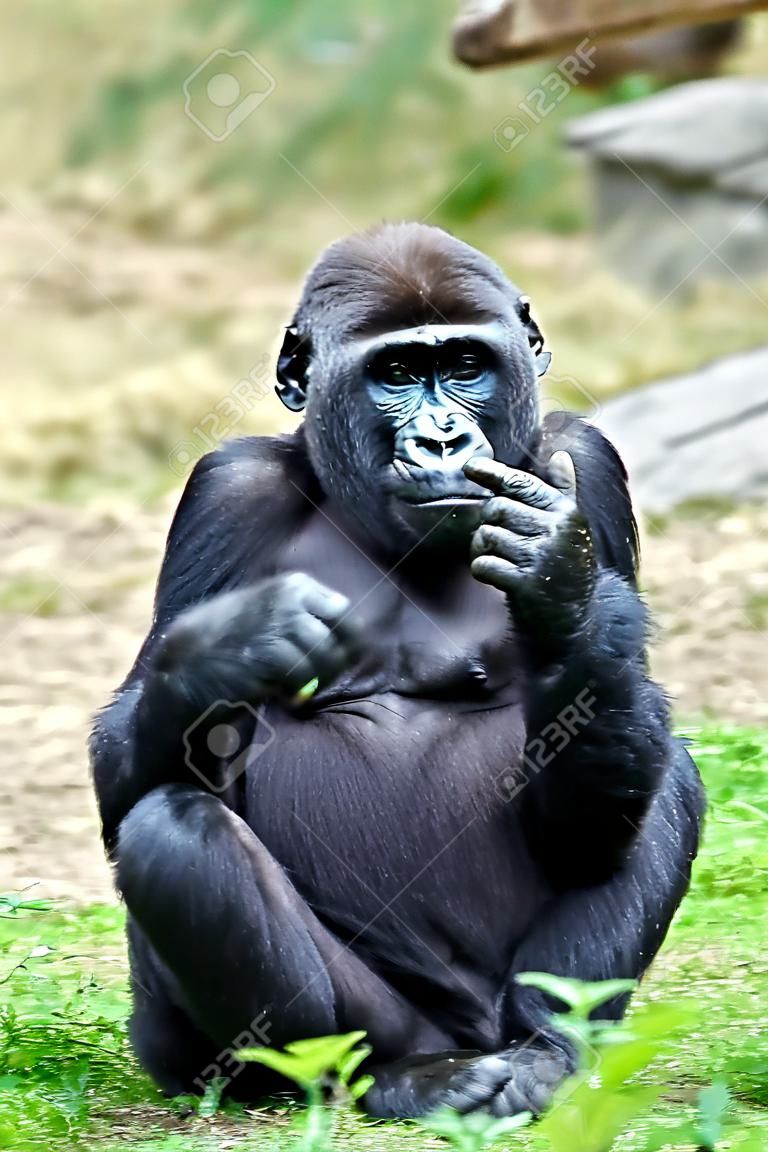 Vicces kép egy fiatal gorilla, aki felemelte középső ujját
