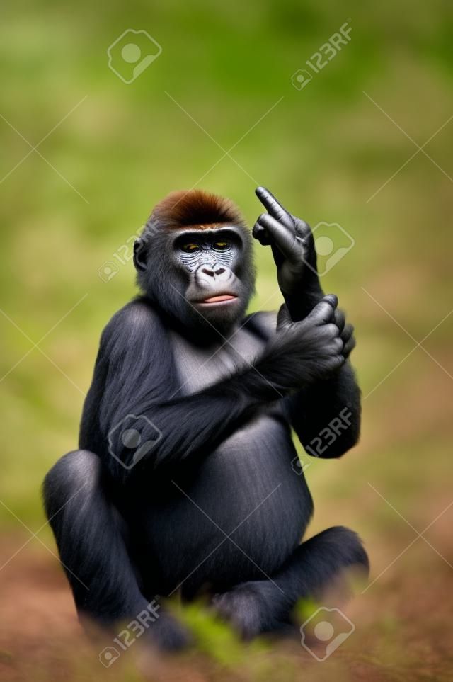 Divertida imagen de un joven gorila pegado en su dedo medio