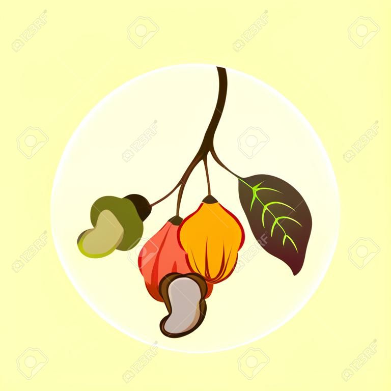 腰果的插图。与三棵多彩多姿的果子橙黄色红色的分支腰果树和在白色背景的叶子。