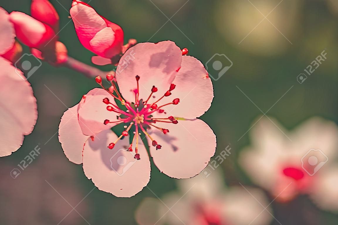 Cerisier japonais rose ou fleur de cerisier Sakura au printemps, style vintage