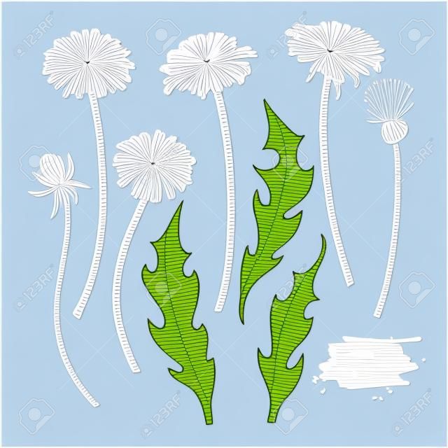 Conjunto de dibujo de vector de flor de diente de león. Aislado de plantas silvestres y hojas.