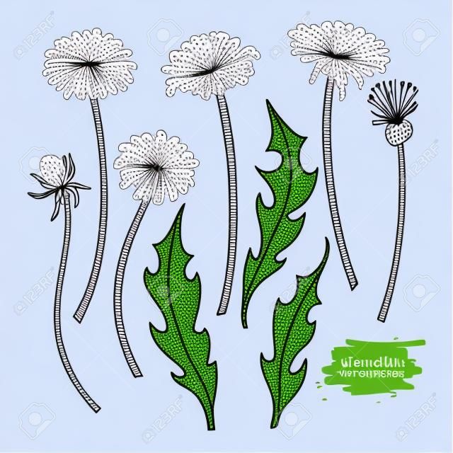 Zestaw rysunek wektor kwiat mniszek. Odosobniona dzika roślina i liście.