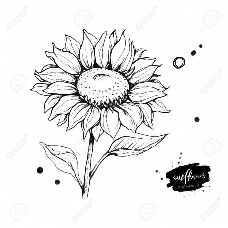 Sunflower flower vector drawing, Hand drawn illustration isolated on white background, Vintage style botanical sketch.