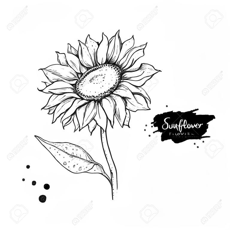Sunflower flower vector drawing, Hand drawn illustration isolated on white background, Vintage style botanical sketch.