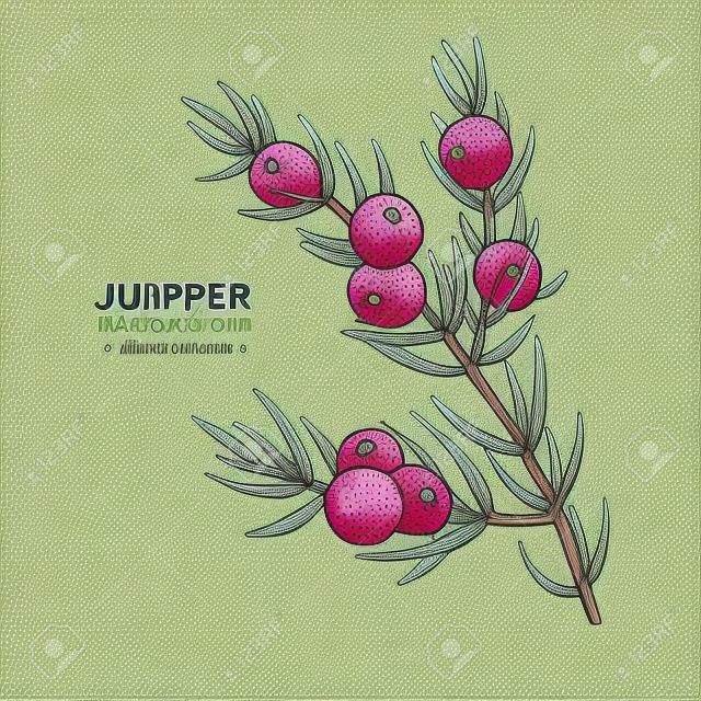 Juniper vector drawing. Isolated vintage  illustration of berry