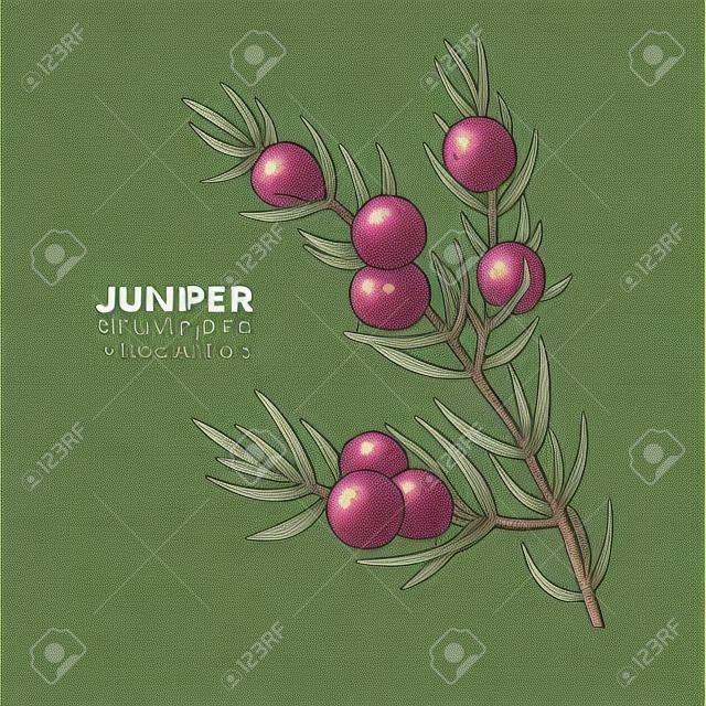 Juniper vector drawing. Isolated vintage  illustration of berry