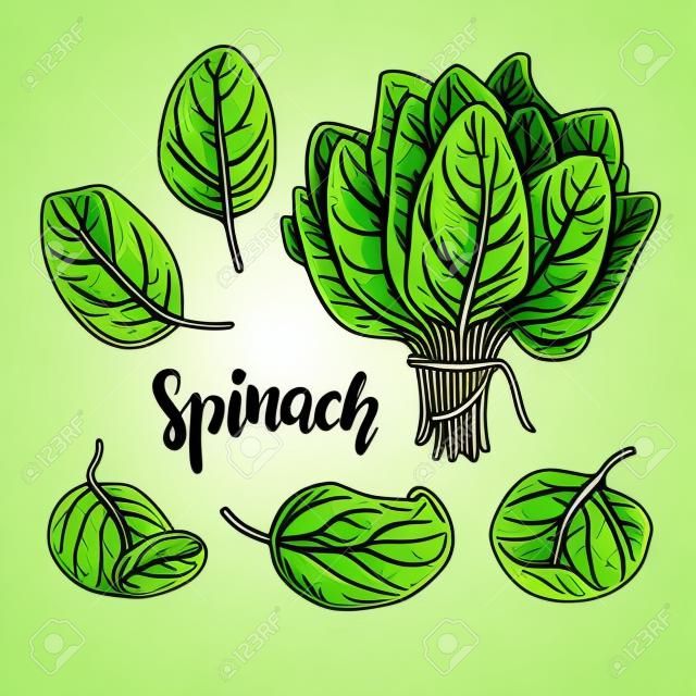 Spinach leaves hand drawn vector set. Vegetable illustration.