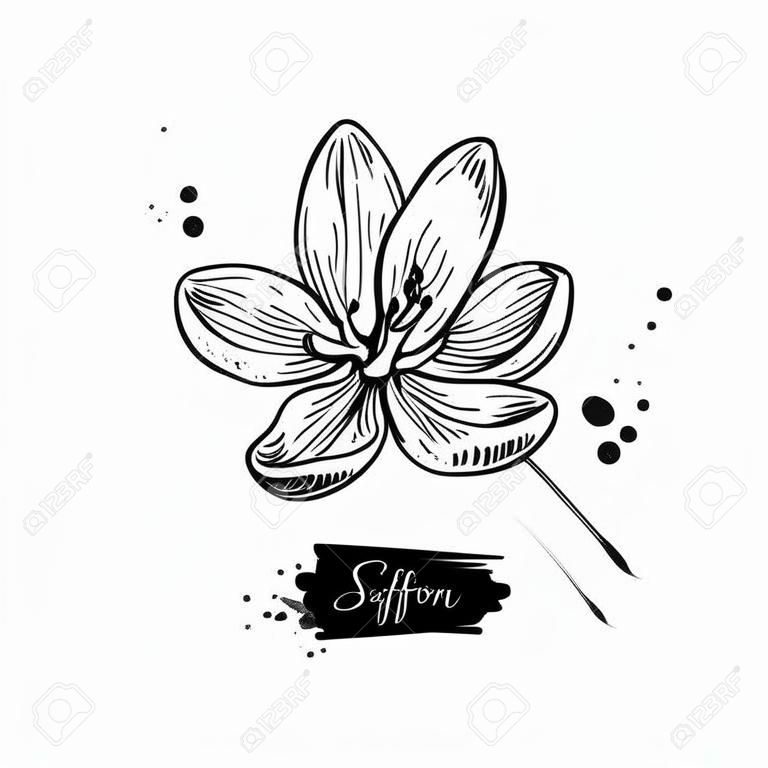 サフランの花ベクトル描画。手描きハーブと食品スパイス。