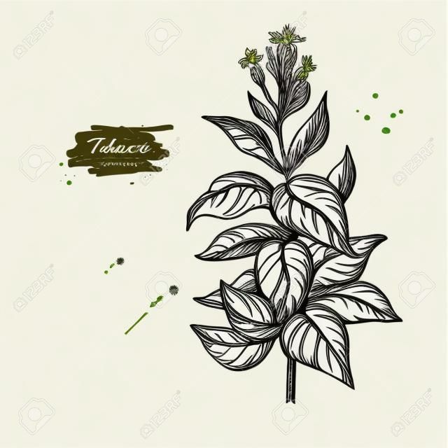 Desenho de vetor de planta de tabaco. Mão botânica desenhada ilustração com folhas e flores. Sketch ingrediente de fumar. Objetos isolados gravados. timo para etiqueta de loja, emblema, sinal, embalagem