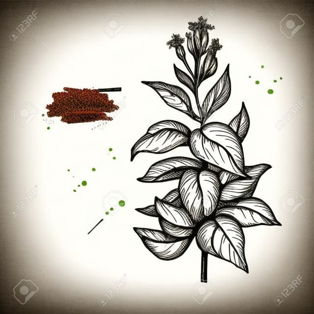 タバコ植物ベクター描画。植物の手描きの葉と花のイラスト。喫煙成分スケッチ。分離オブジェクトを刻印します。ショップラベル、エンブレム、サイン、パッケージングに最適
