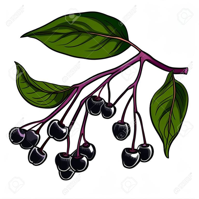 Dessin vectoriel de sureau noir. Branche botanique dessinée à la main avec des baies