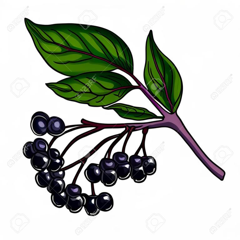 Black elderberry vector drawing. Hand drawn botanical branch with berries