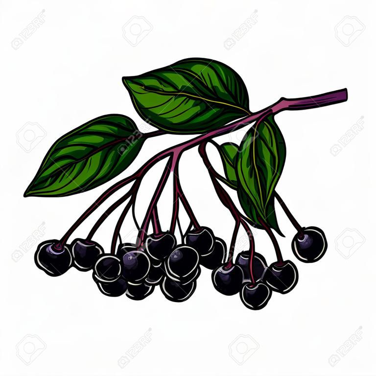 블랙 엘더베리 벡터 드로잉입니다. 딸기와 손으로 그린된 식물 지점