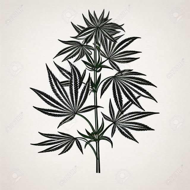 Marijuana plant vector tekening. Cannabis botanische illustratie. Hennep vintage schets. Medisch medicijn. Gravure stijl object geïsoleerd op witte achtergrond. Geweldig voor winkel label, embleem, teken, verpakking