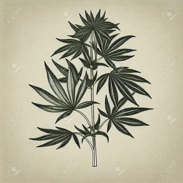 Dessin vectoriel de plante de marijuana. Illustration botanique de cannabis. Croquis vintage de chanvre. Médicament médical. Objet de style de gravure isolé sur fond blanc. Idéal pour l'étiquette de magasin, l'emblème, le signe, l'emballage