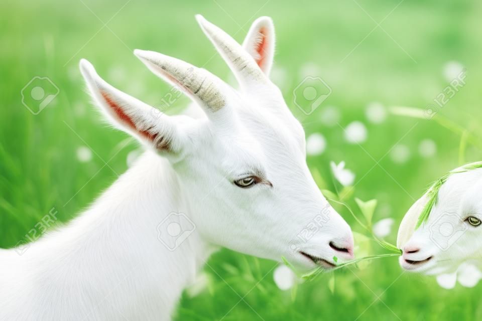 Homem trata cabra branca trevo em um prado de verão