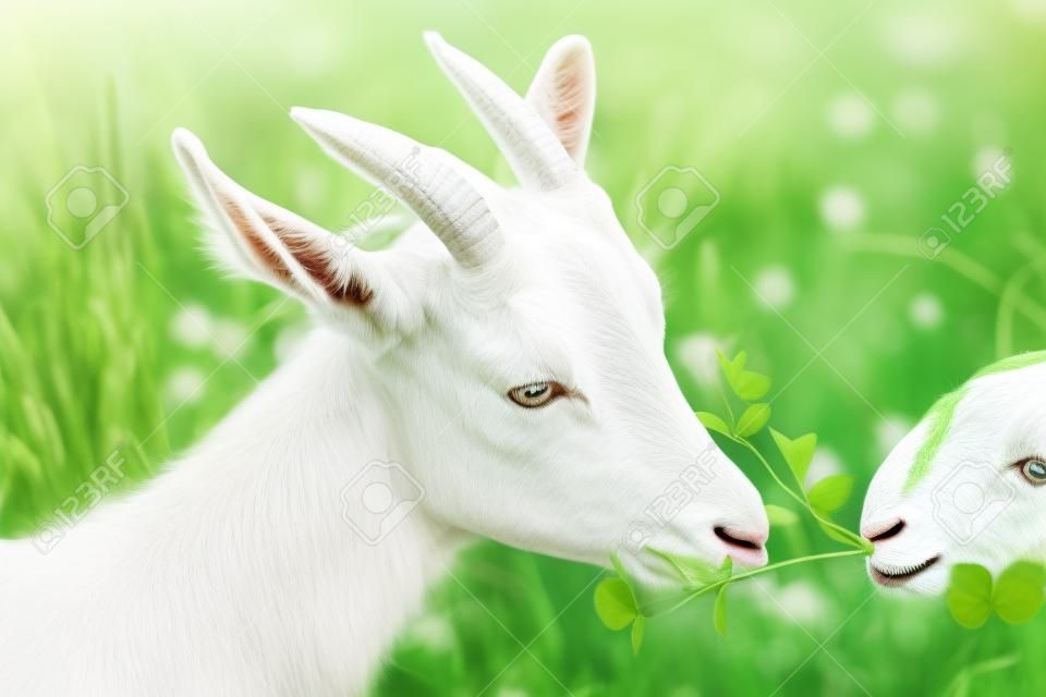 Człowiek traktuje koniczyny białe kozy na łące latem