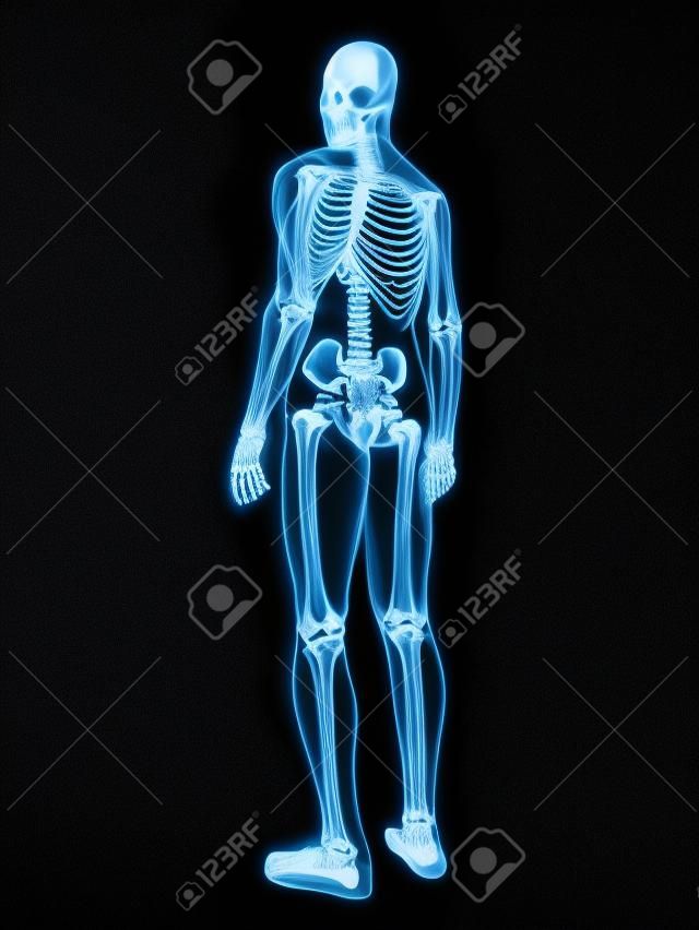 x-ray - menselijk skelet