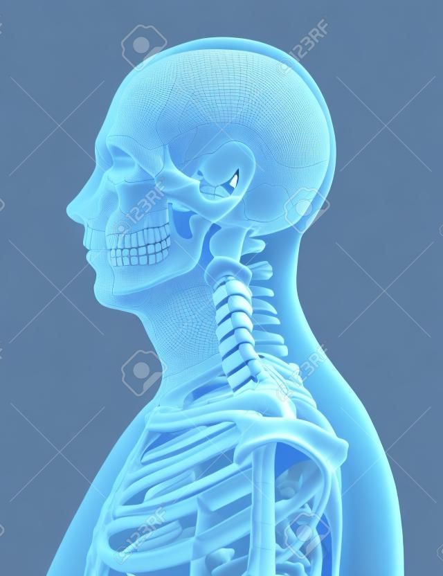 3d gerenderten Darstellung des männlichen Skeletts