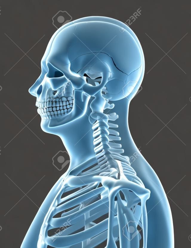 3d rindió la ilustración del esqueleto masculino