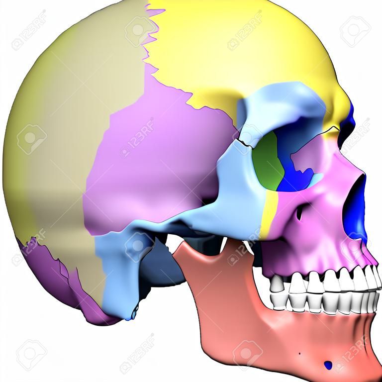 Illustrazione di rendering 3D - cranio anatomia umana