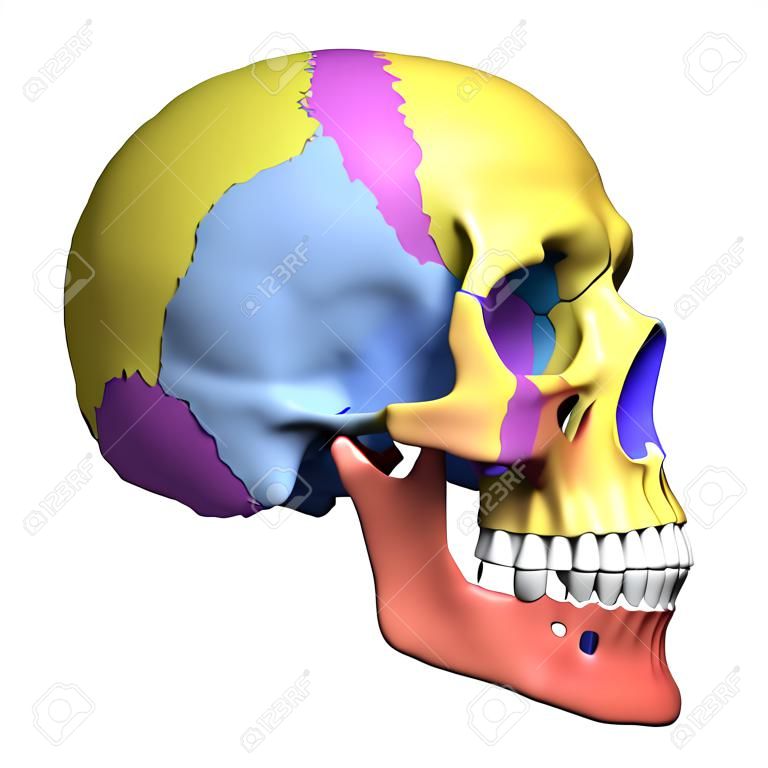 3 d レンダリングされたイラスト - 人間の頭蓋骨の解剖学