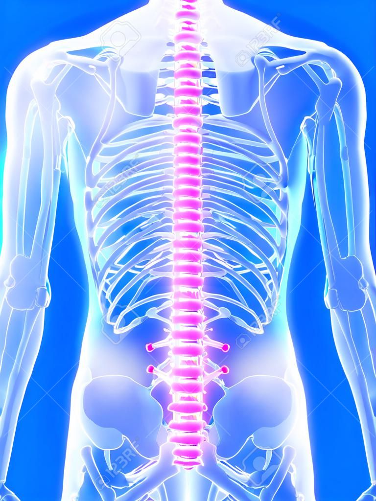 Ilustración 3d rendered - columna vertebral humana