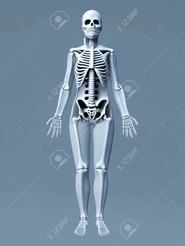 여성 뼈대의 3D 렌더링 된 그림
