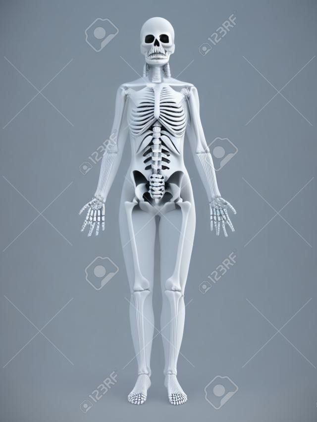 여성 뼈대의 3D 렌더링 된 그림