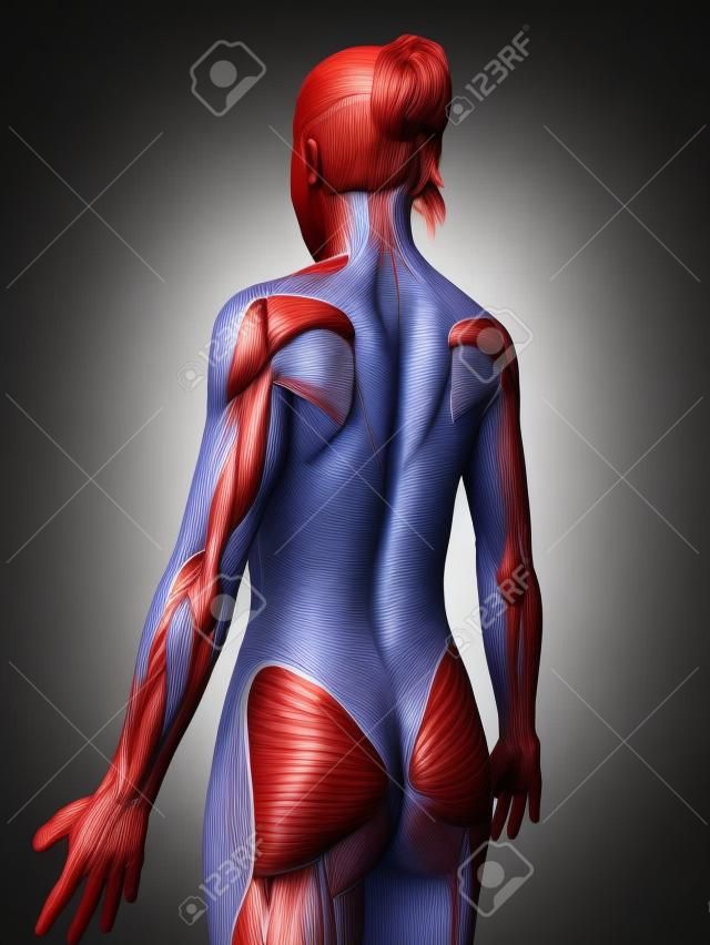 sistema muscolare femminile da dietro
