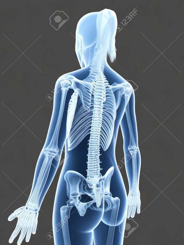 transparent female skeleton - spine